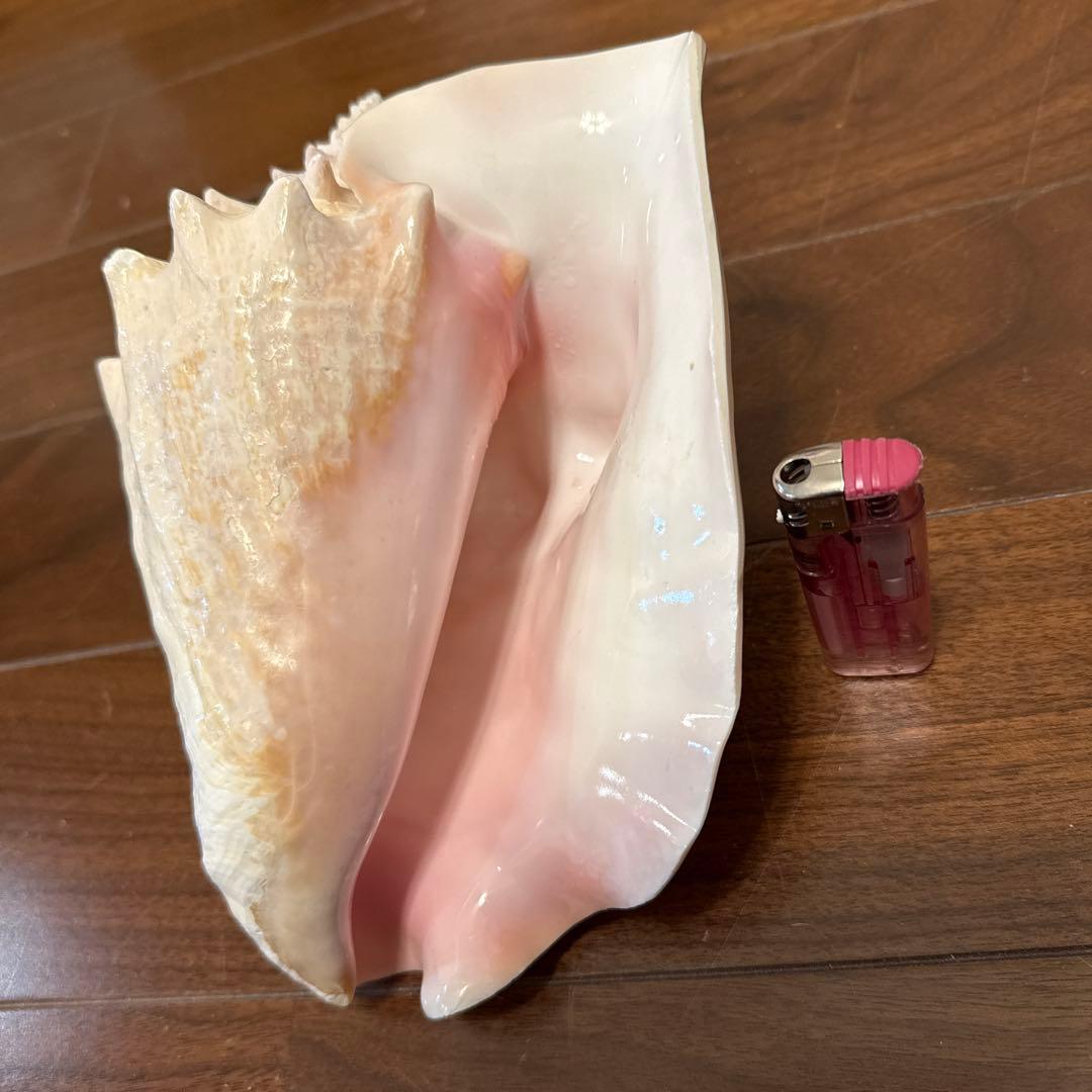 法螺 ピンク貝
