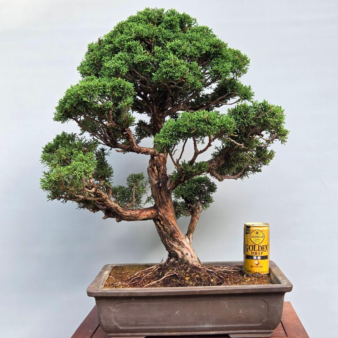 真柏 [模様木] 大品盆栽素材 - メルカリ