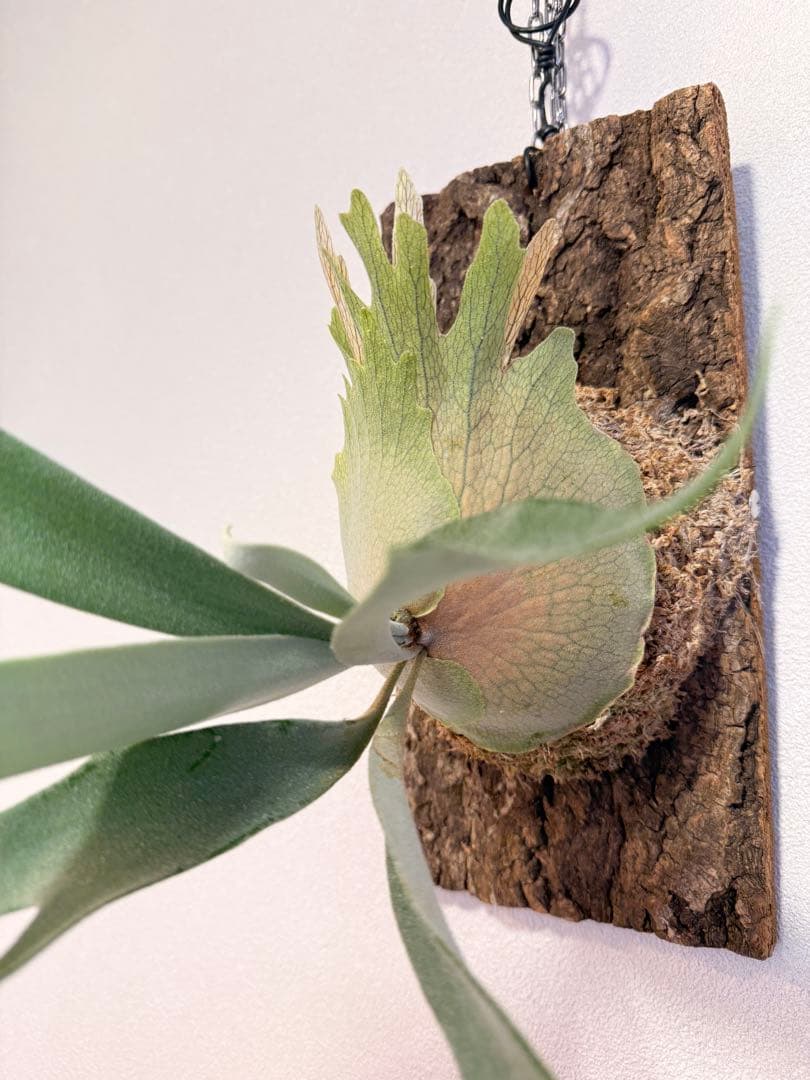 ビカクシダ　P. AR × Yellow Moon 特選 pup 株分け子株出品