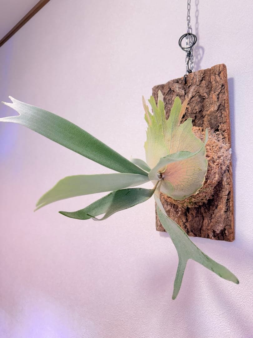 ビカクシダ　P. AR × Yellow Moon 特選 pup 株分け子株出品