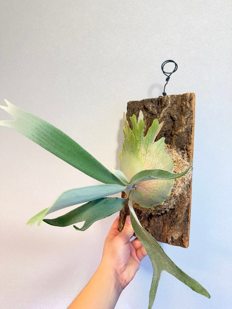 ビカクシダ　P. AR × Yellow Moon 特選 pup 株分け子株出品