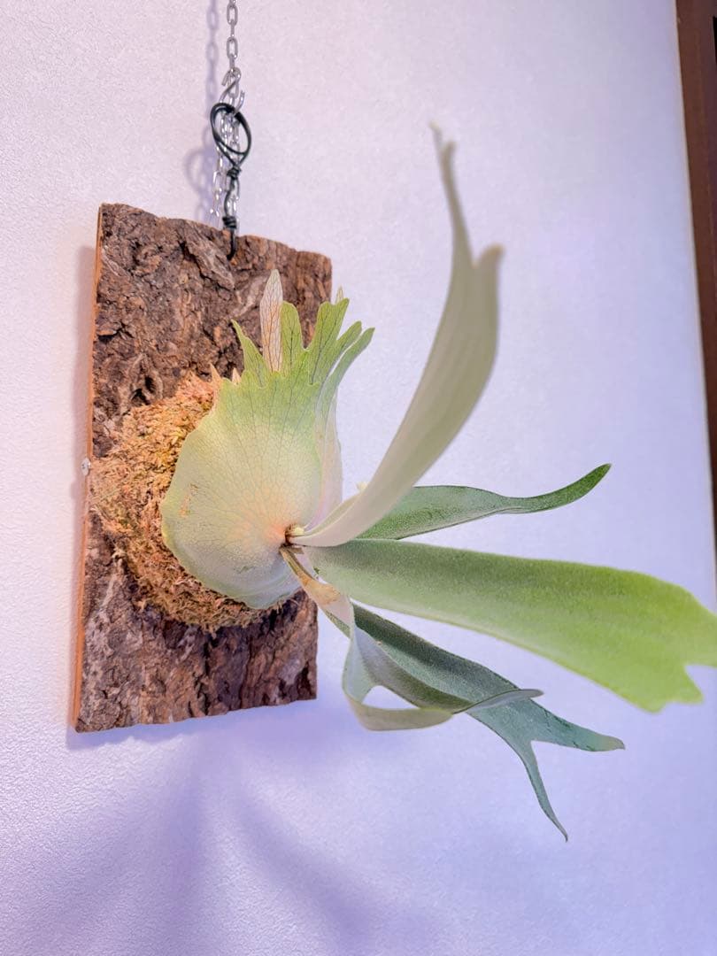 ビカクシダ　P. AR × Yellow Moon 特選 pup 株分け子株出品