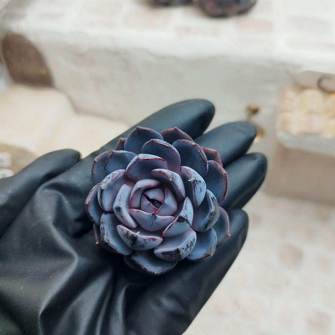 ローズオブビトレイアル◎多肉植物 カット苗 輸入苗 エケベリア等