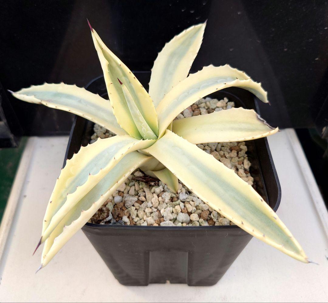 アガベ アメリカーナ糊斑 - メルカリ