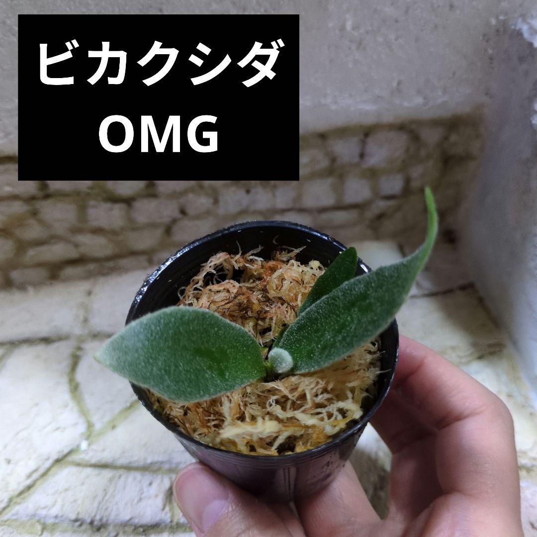 速達ビカクシダ P.Willinckii 'OMG' spore ① - メルカリ