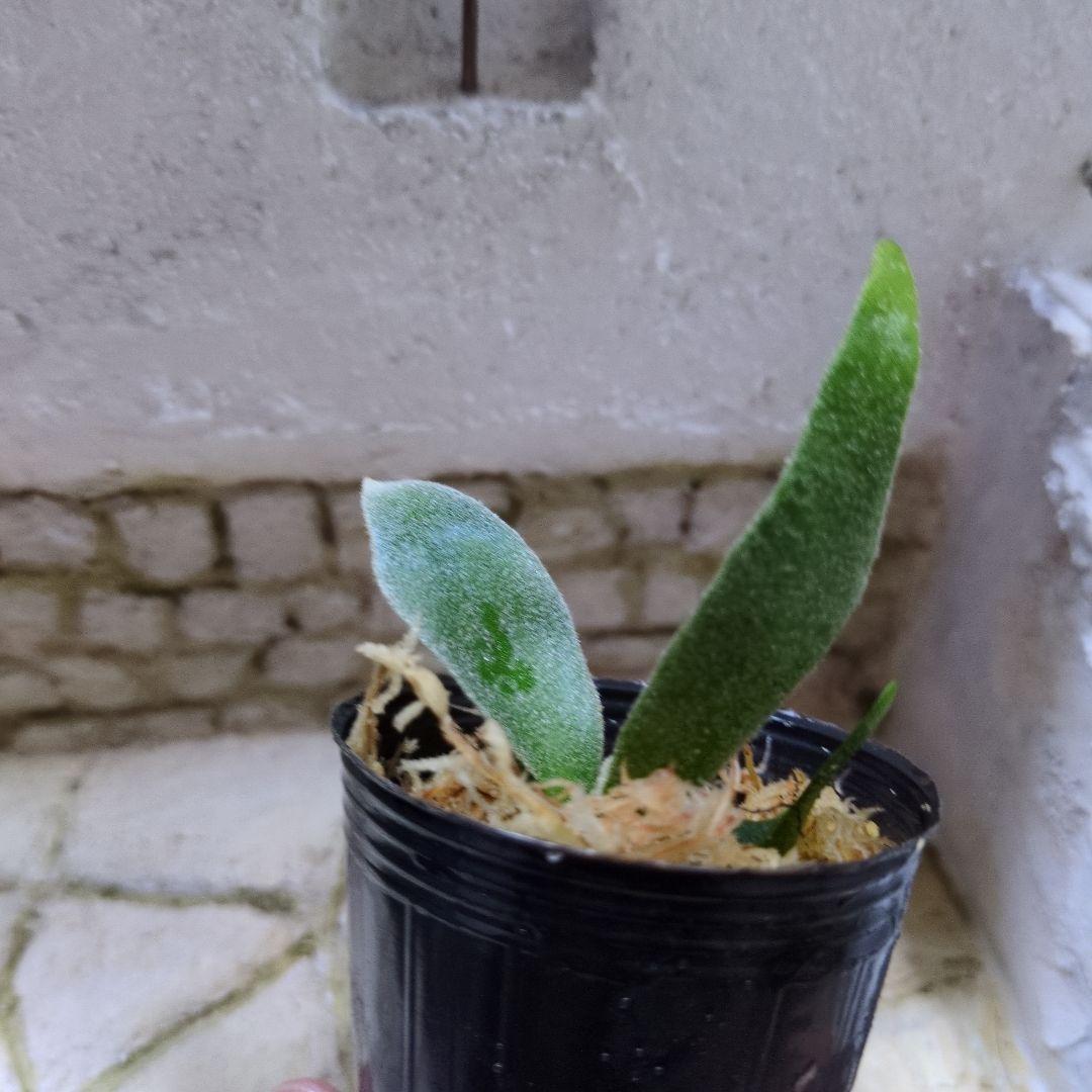 速達ビカクシダ P.Willinckii 'OMG' spore ① - メルカリ