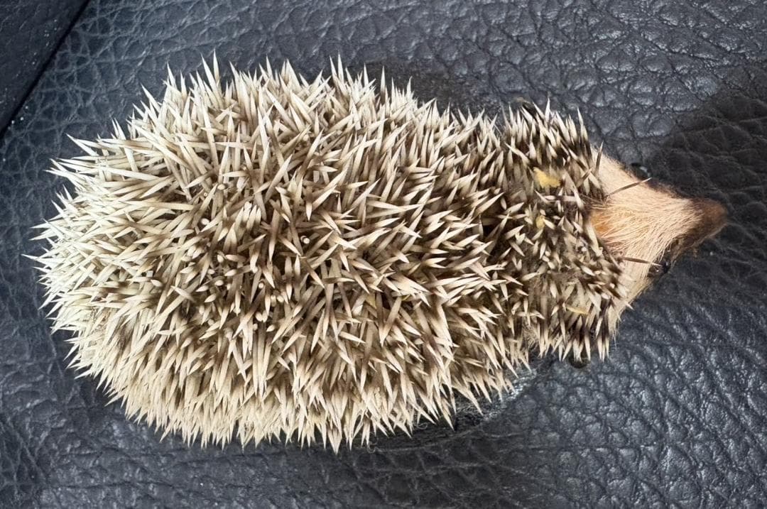 ヨツユビハリネズミ (Four-toed hedgehog) 剥製