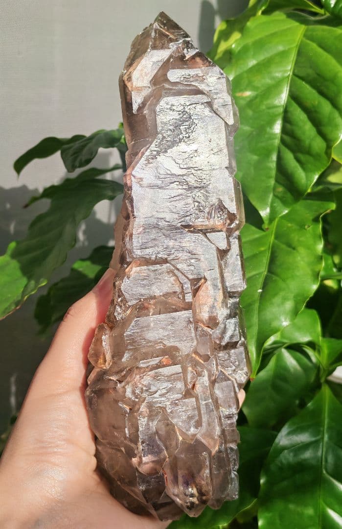 稀少　スモーキージャカレー水晶　ワニ水晶　骸骨水晶　原石　置物　天然石　標本