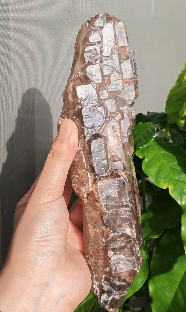 稀少　スモーキージャカレー水晶　ワニ水晶　骸骨水晶　原石　置物　天然石　標本