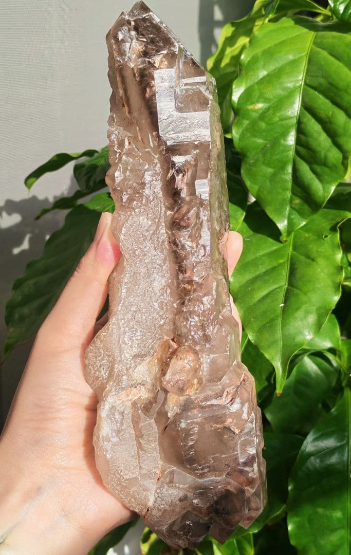 稀少　スモーキージャカレー水晶　ワニ水晶　骸骨水晶　原石　置物　天然石　標本