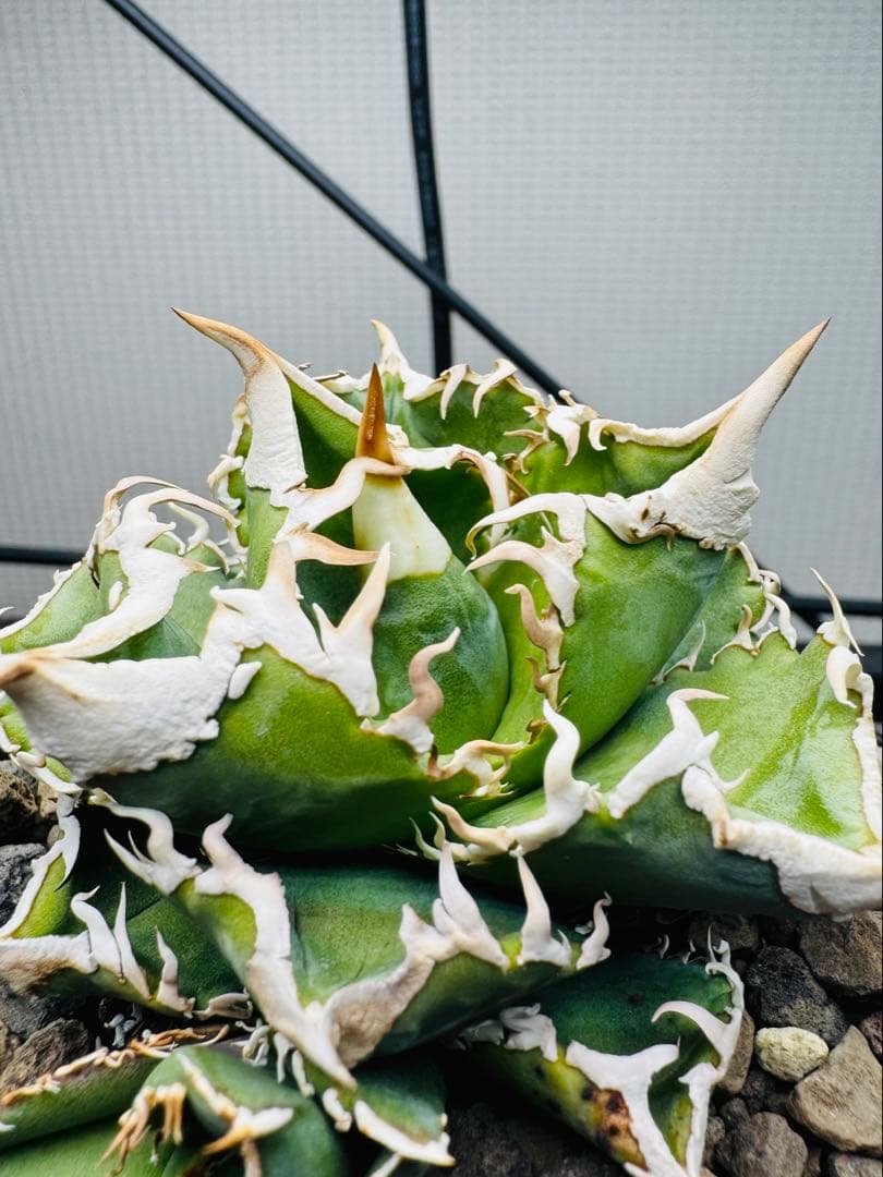 ★1/25 22時迄限定　優良株　大白鯊　アガベ 子株　発根済