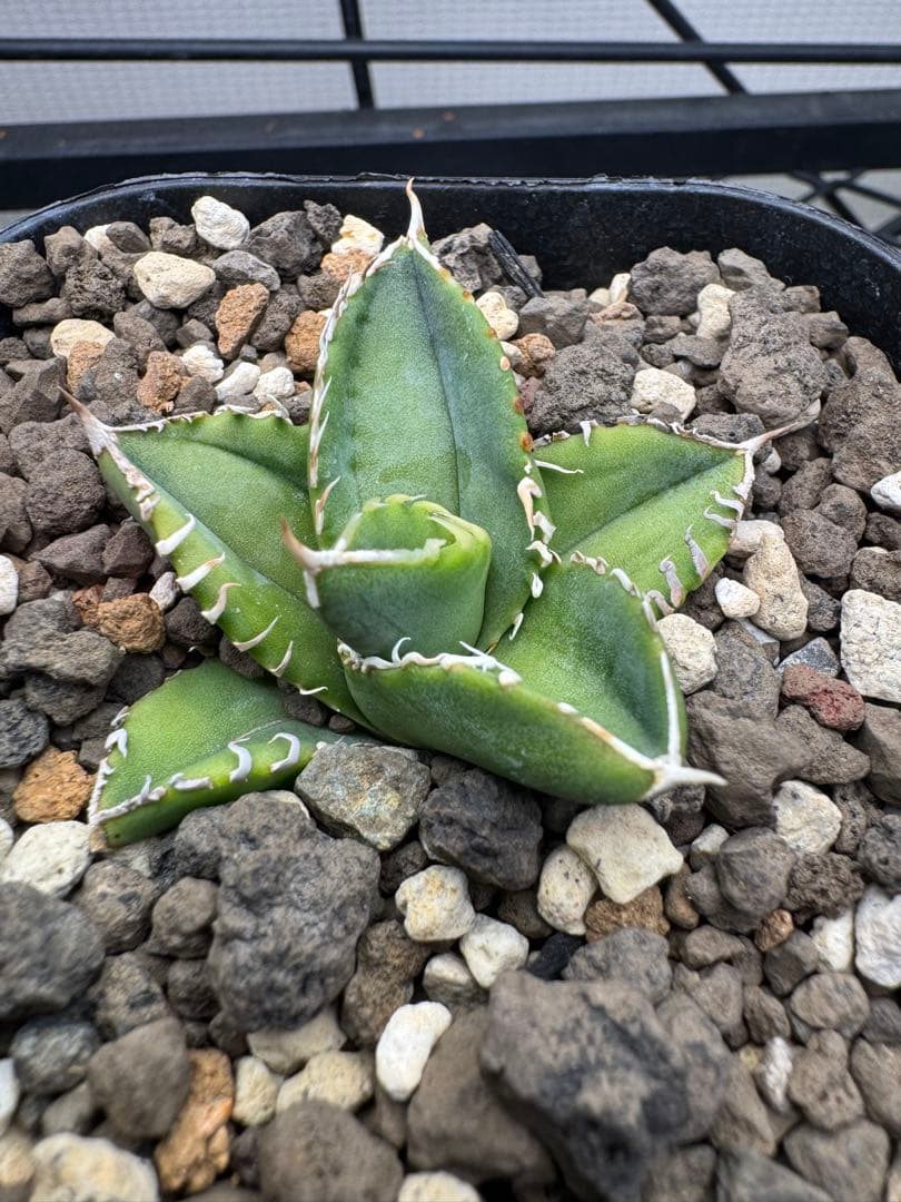 ★1/25 22時迄限定　優良株　大白鯊　アガベ 子株　発根済