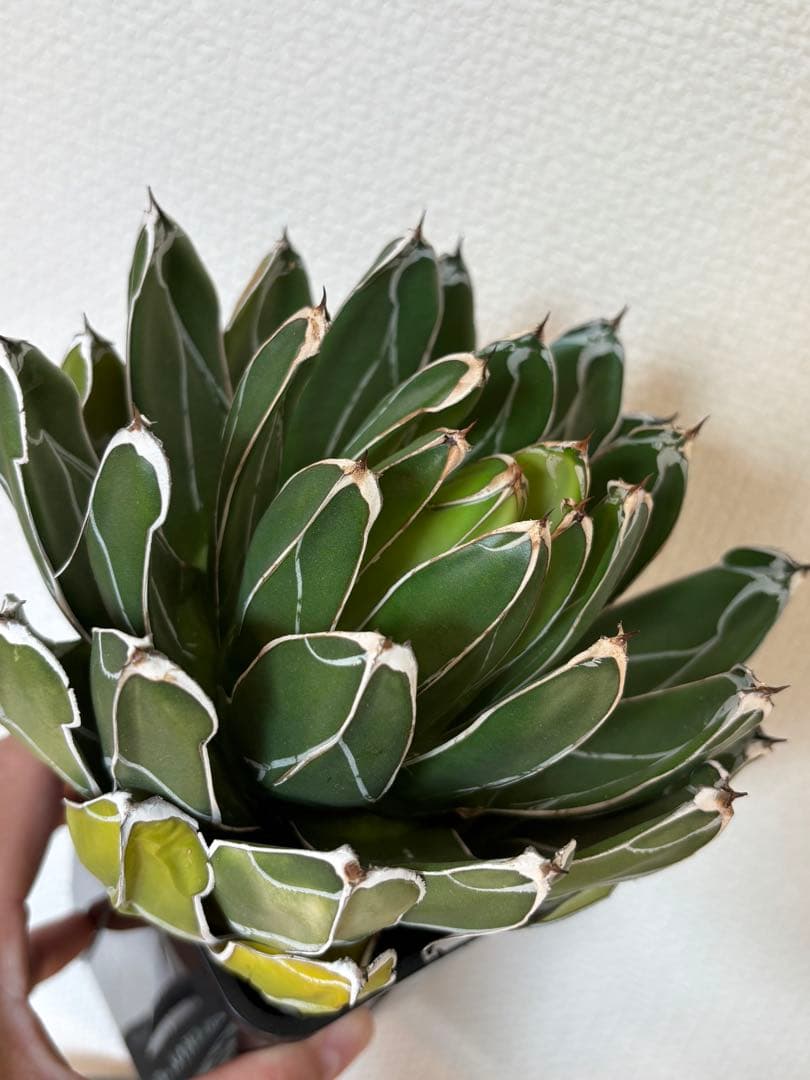 アガベ 笹の雪 ビクトリアレジーナ ダルマ ベアルート