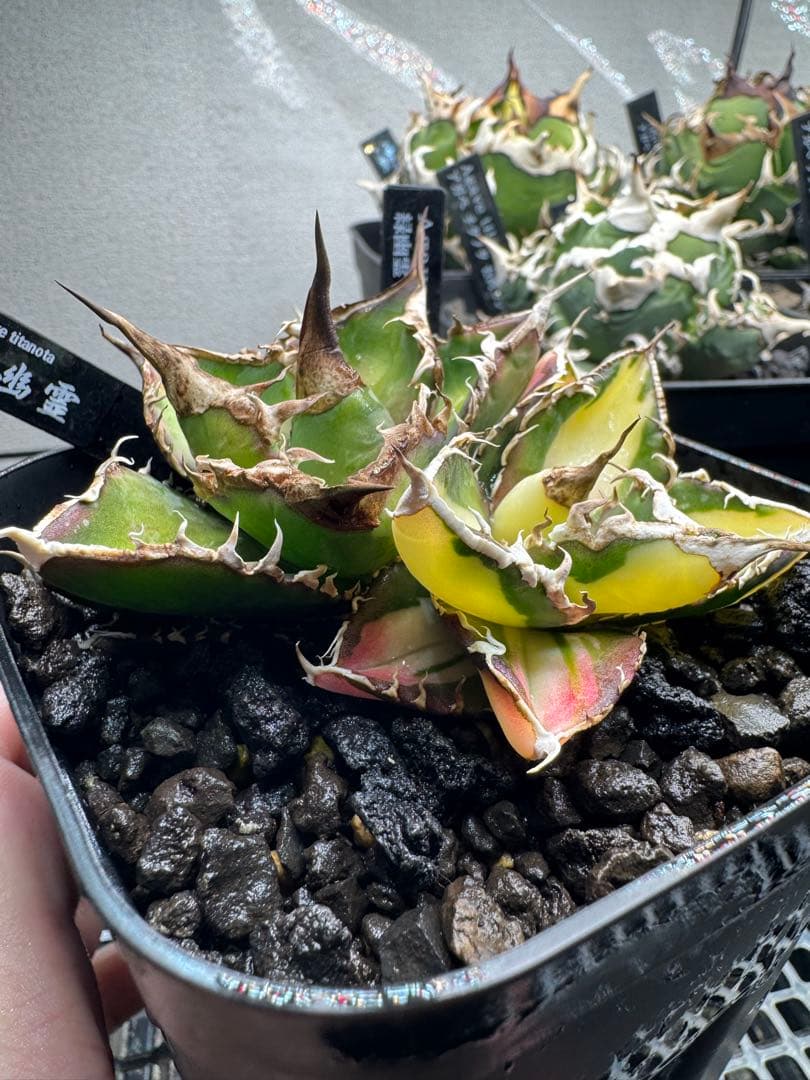 アガベ緑幽霊(斑入株、通常株の2頭株)