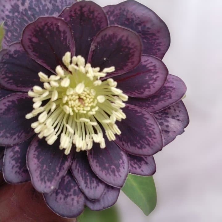 野田園芸。クリスマスローズ。ダブル。開花株。No50