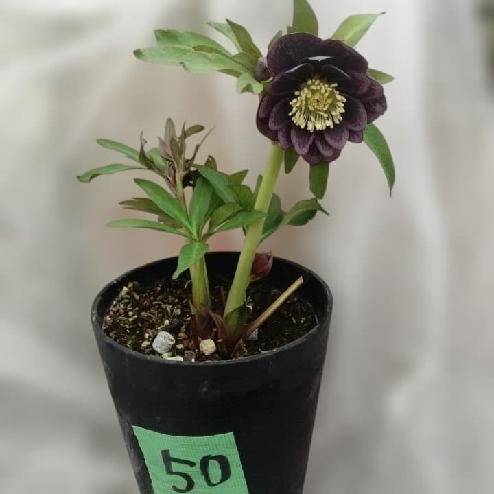 野田園芸。クリスマスローズ。ダブル。開花株。No50