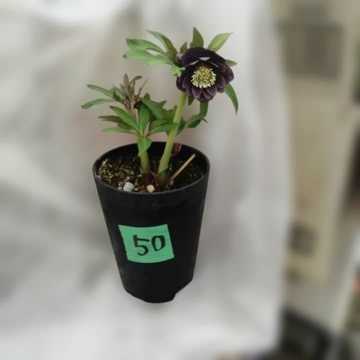 野田園芸。クリスマスローズ。ダブル。開花株。No50