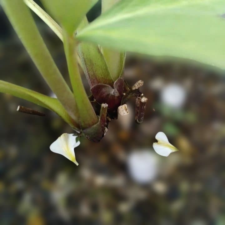 野田園芸。クリスマスローズ。ダブル。開花株。No50