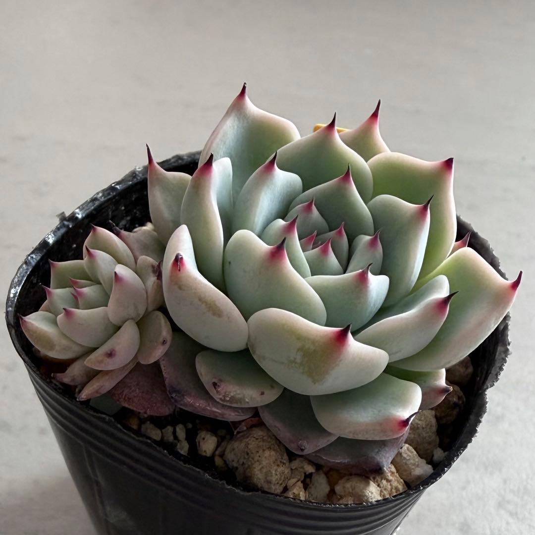 no. 679 そわそわ おらいさん ミックスベリア 札なし 抜き苗 多肉