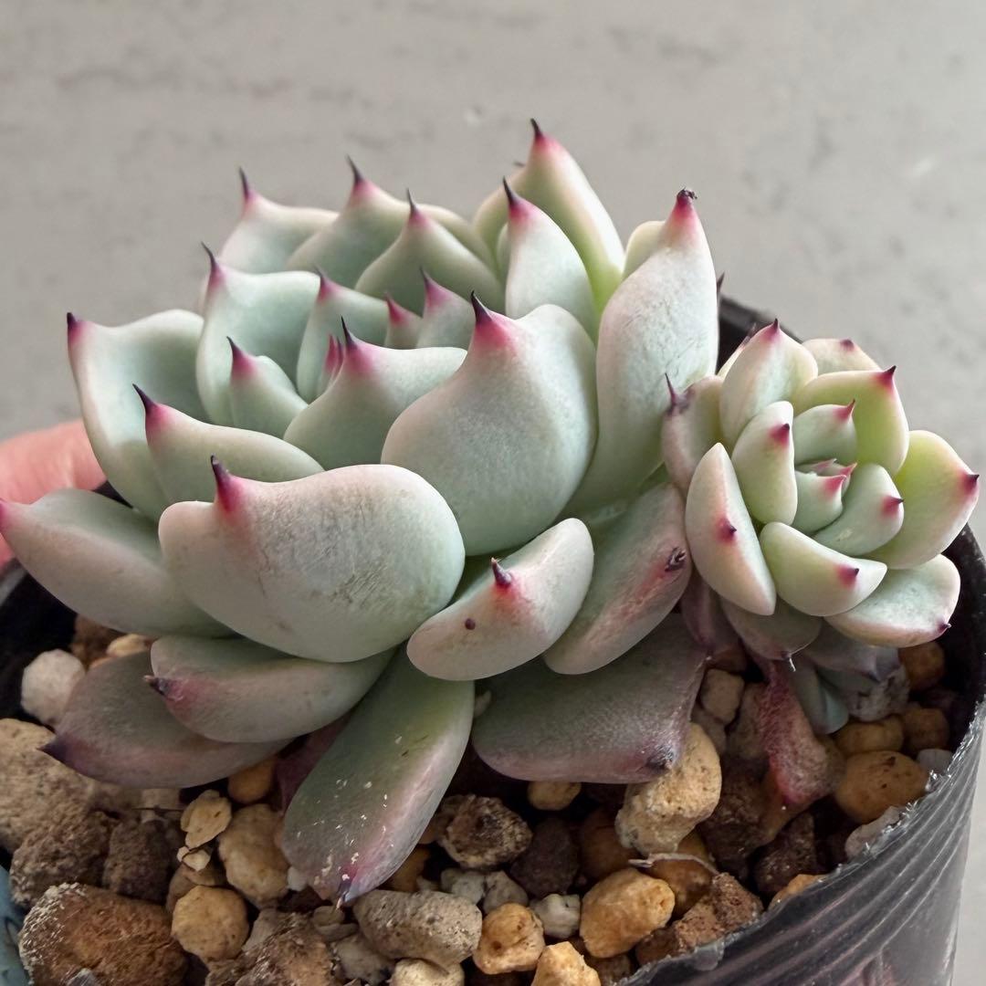 no. 679 そわそわ おらいさん ミックスベリア 札なし 抜き苗 多肉