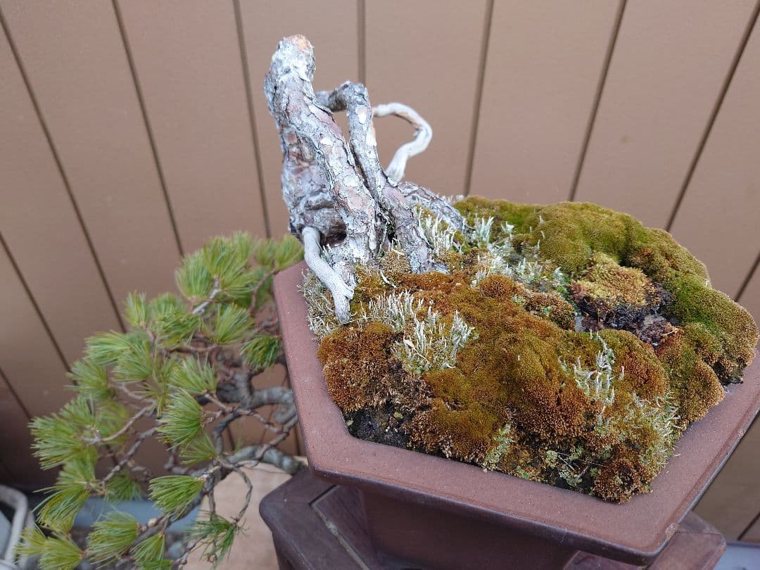 盆栽　五葉松　上下45cm