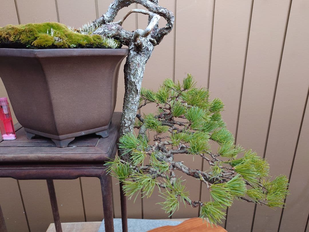 盆栽　五葉松　上下45cm