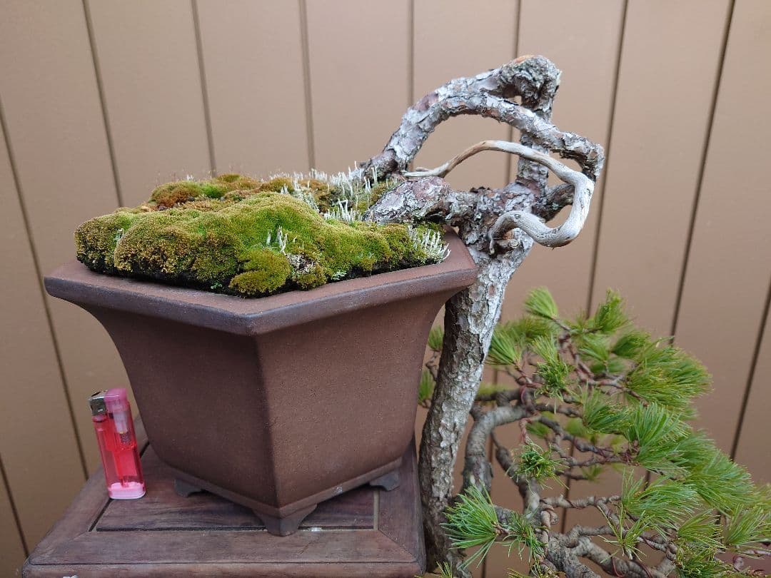 盆栽　五葉松　上下45cm