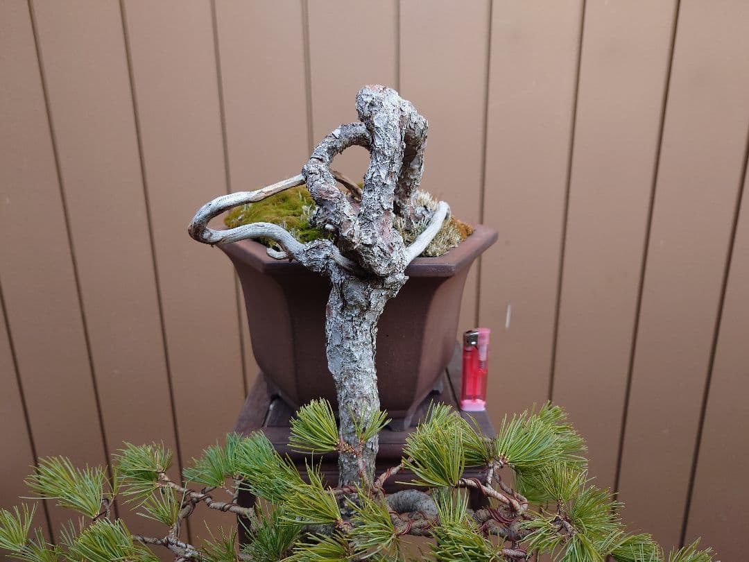 盆栽　五葉松　上下45cm