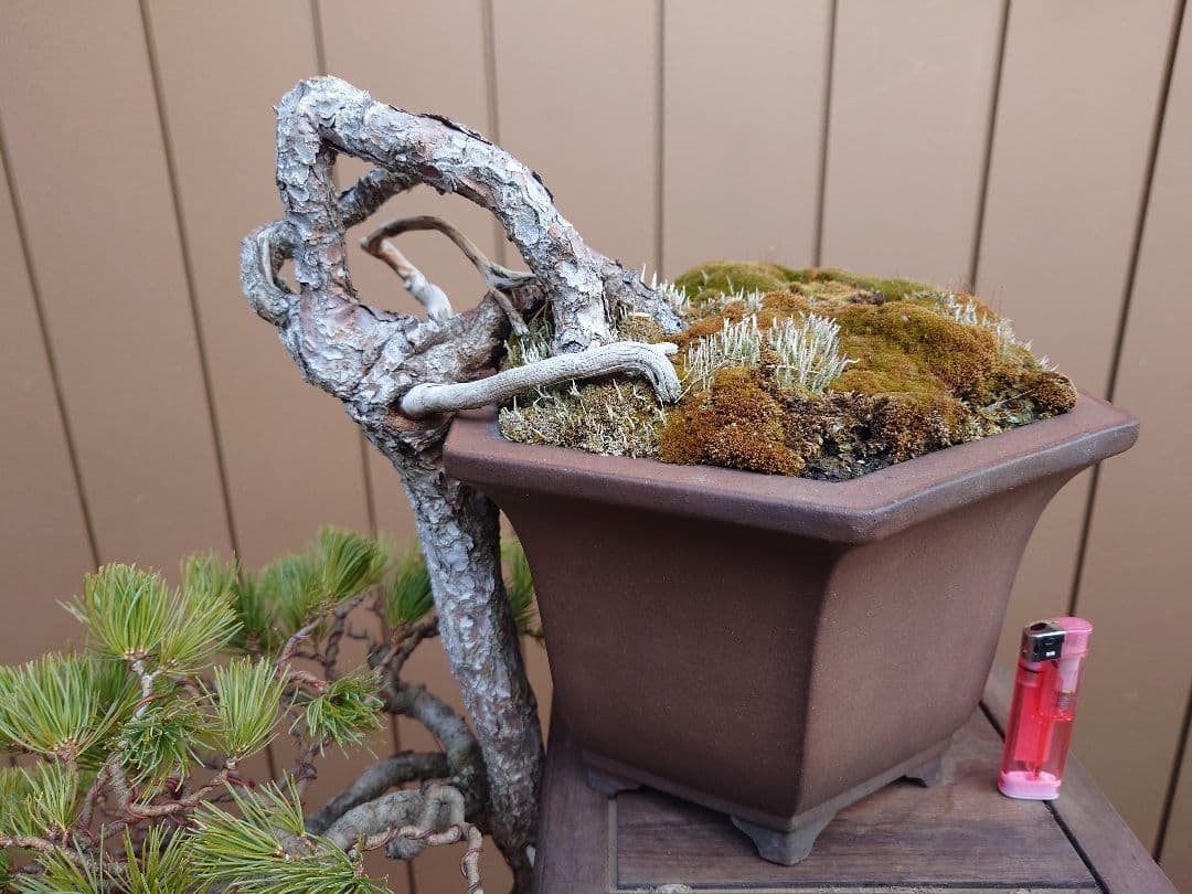 盆栽　五葉松　上下45cm