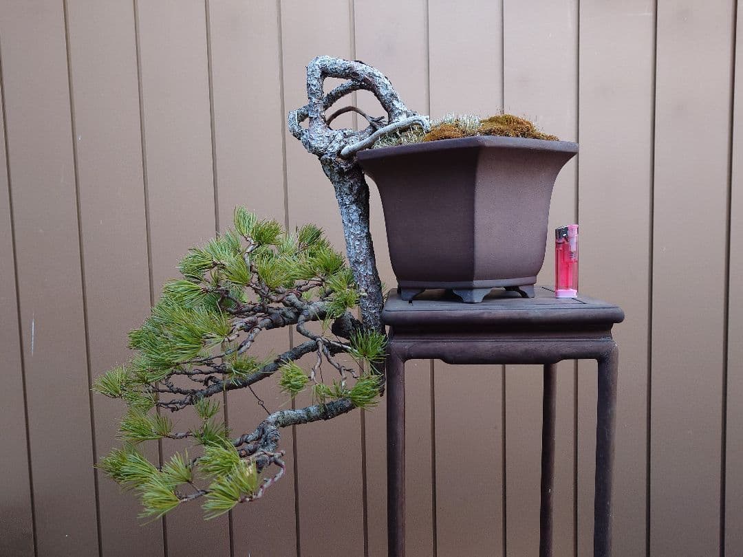 盆栽　五葉松　上下45cm