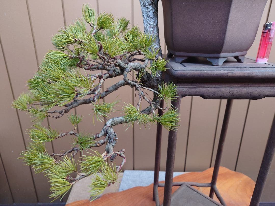 盆栽　五葉松　上下45cm