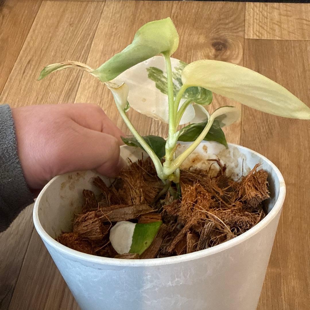 【斑入り】スキンダプサス ジェイドサテン　一株