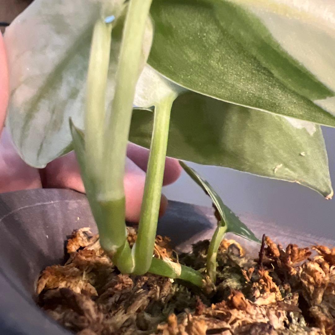 【斑入り】スキンダプサス ジェイドサテン　一株