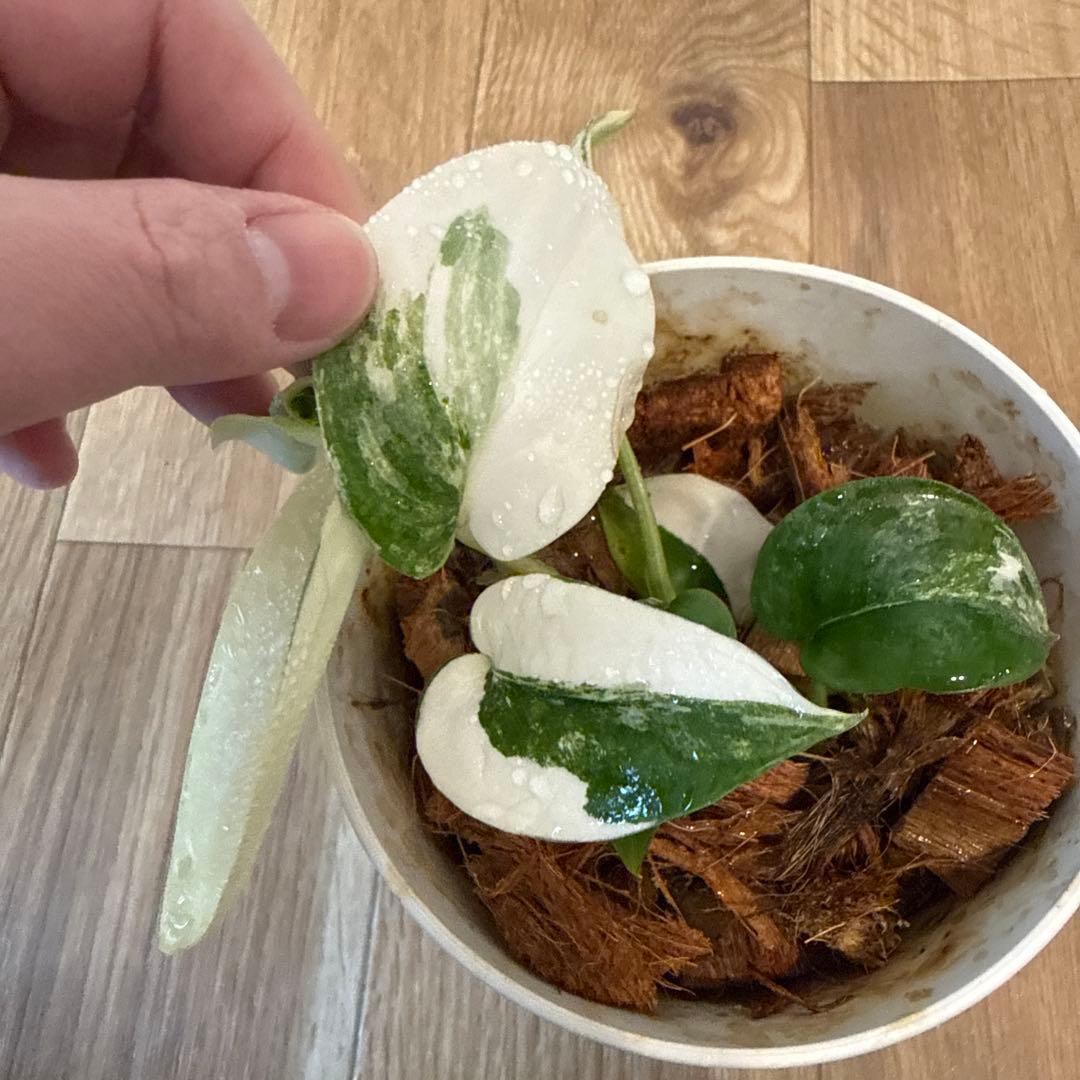 【斑入り】スキンダプサス ジェイドサテン　一株