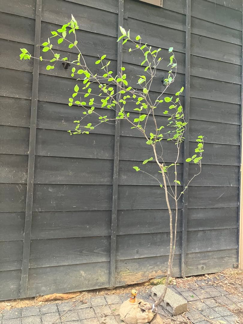 1 山採り　ヤマボウシ