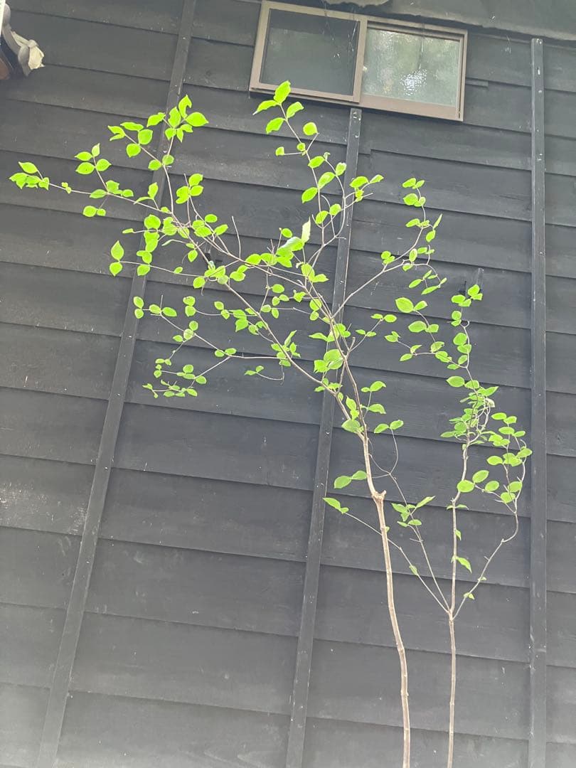 1 山採り　ヤマボウシ