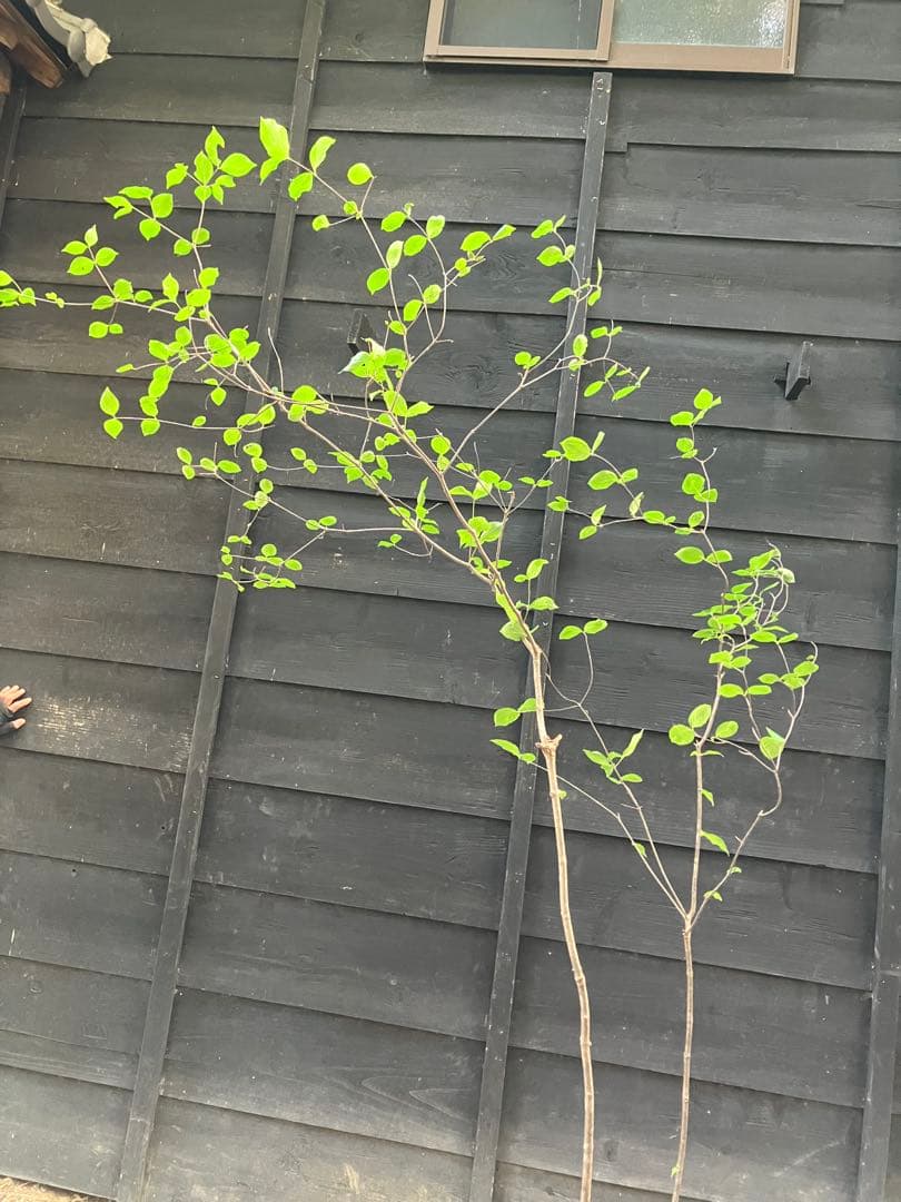 1 山採り　ヤマボウシ