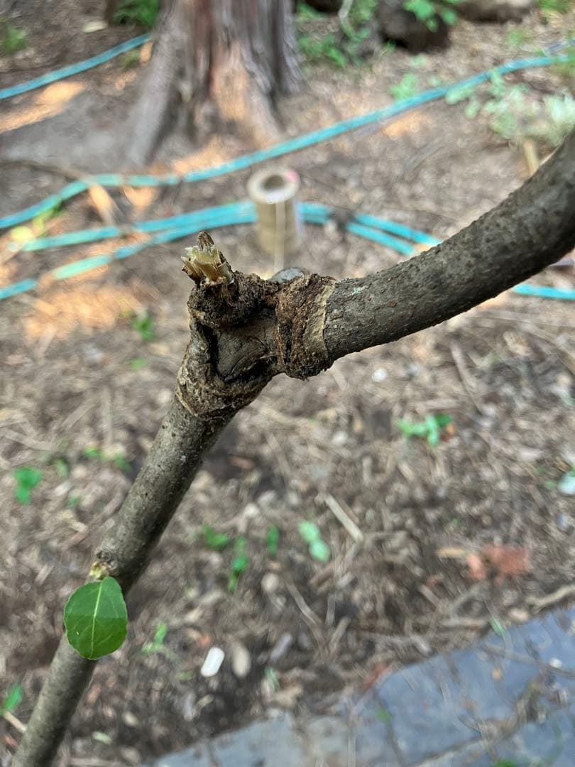 1 山採り　ヤマボウシ