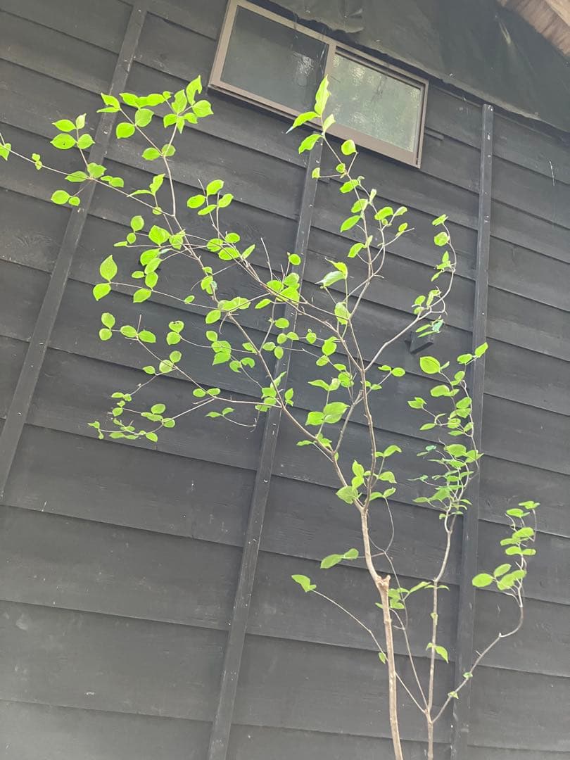 1 山採り　ヤマボウシ