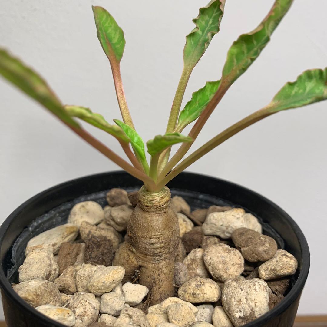 フィッシュボーン　スパルリンギー　ユーフォルビア