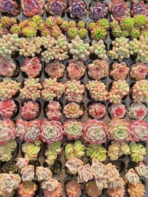 Top【選抜株】多肉植物 24524ミックス苗 105個 プラグトレー苗 - メルカリ