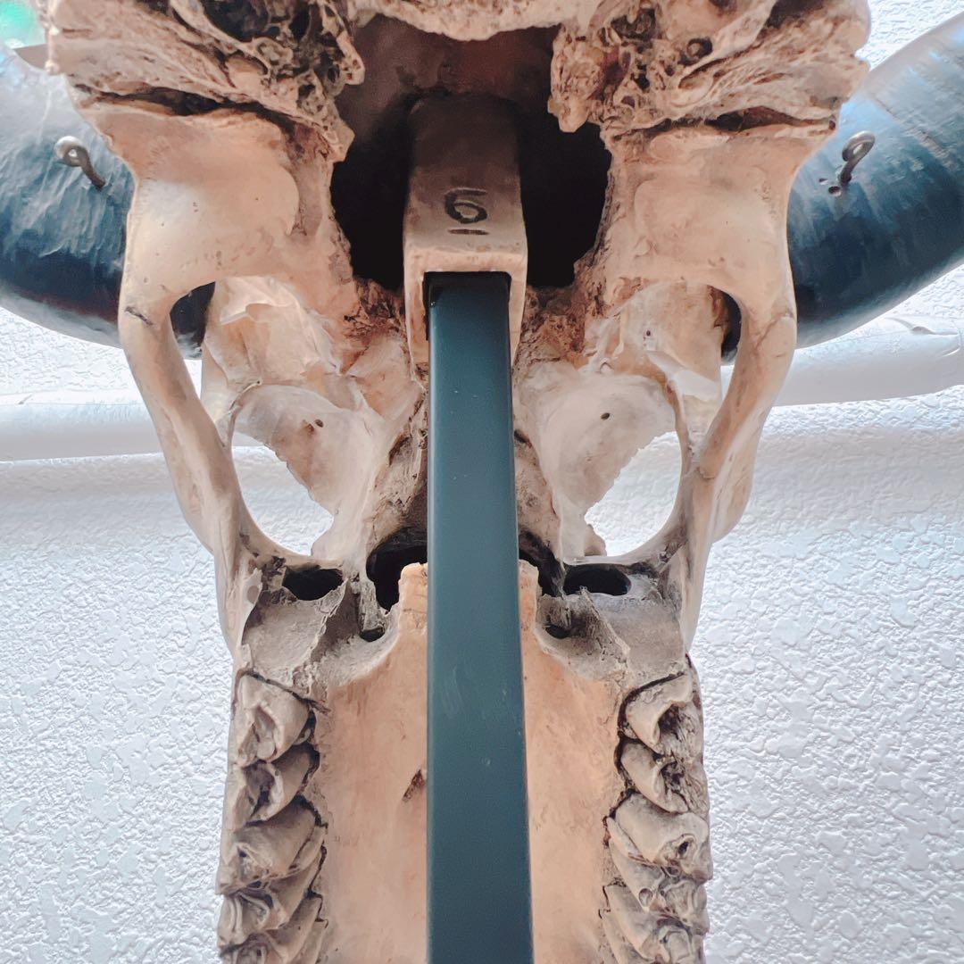 バッファロースカル　牛頭蓋骨　壁掛け彫像