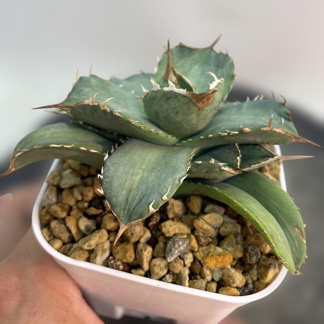 アガベ　チタノタ　白妖　散り斑タイプ　縞斑