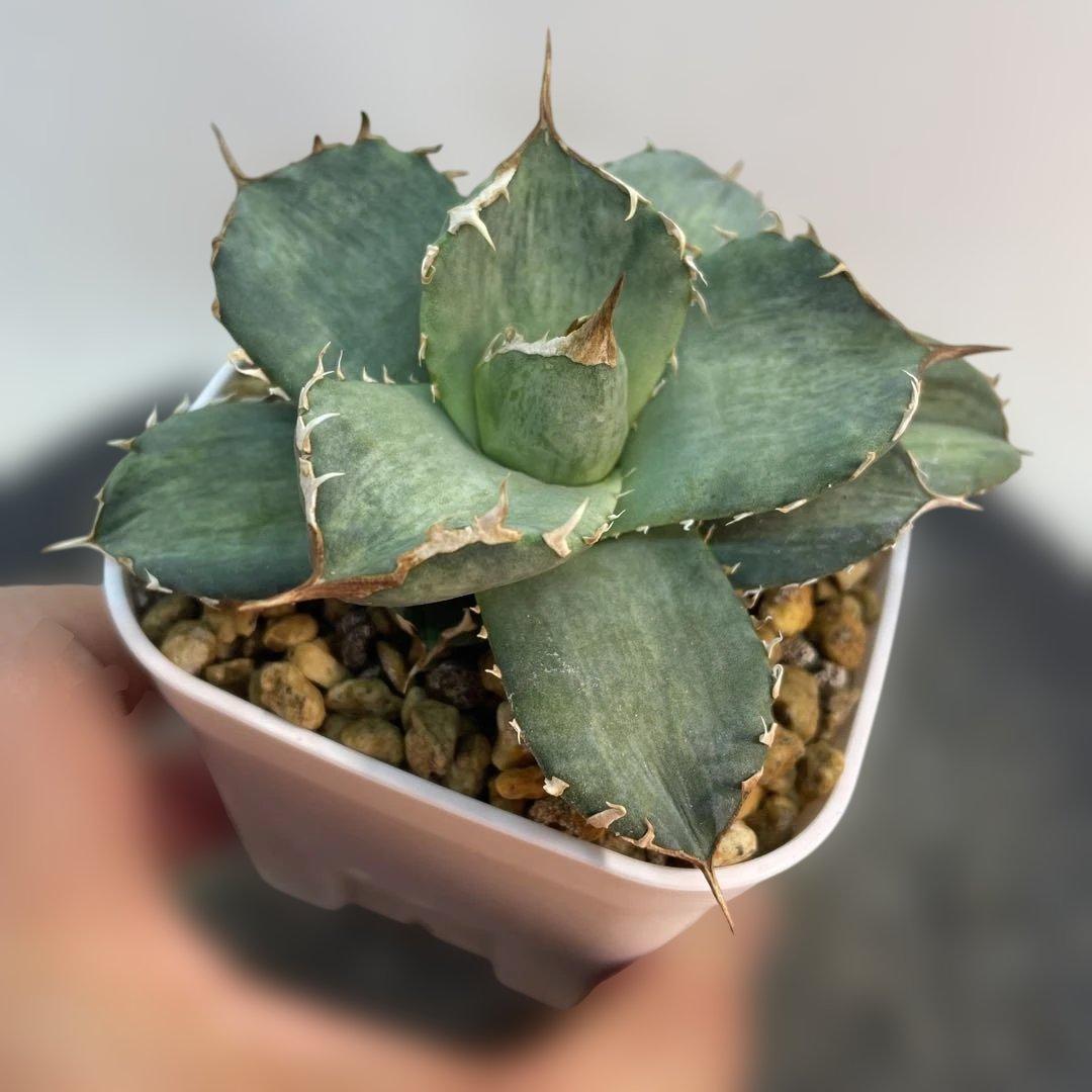 アガベ　チタノタ　白妖　散り斑タイプ　縞斑