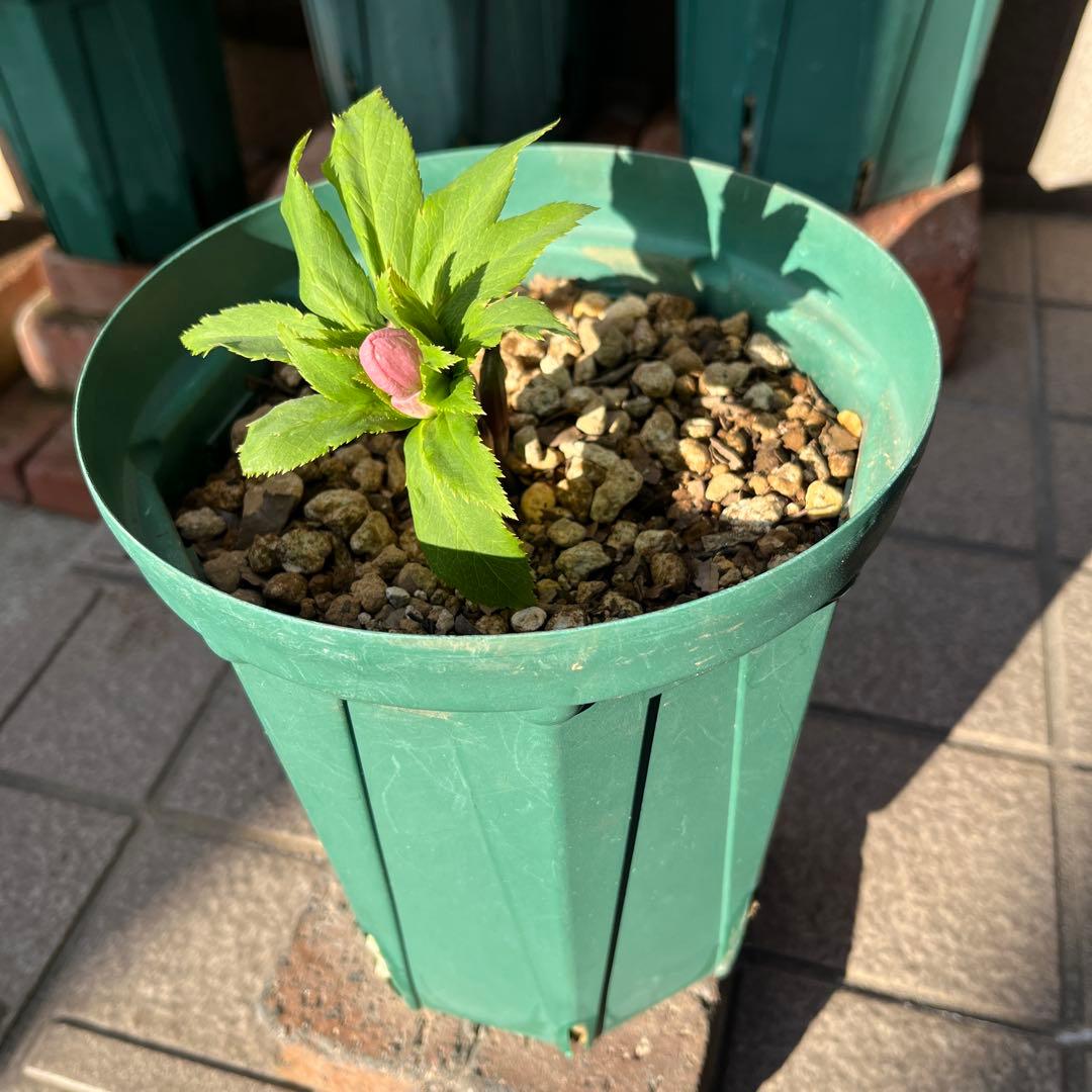 クリスマスローズ　ヨシノ　よしの