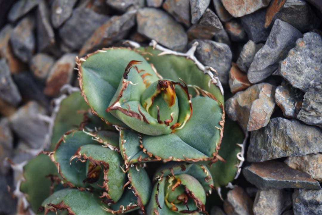 牛魔王(Lize産) 本物 アガベ チタノタ 検)オテロイ agave 子株