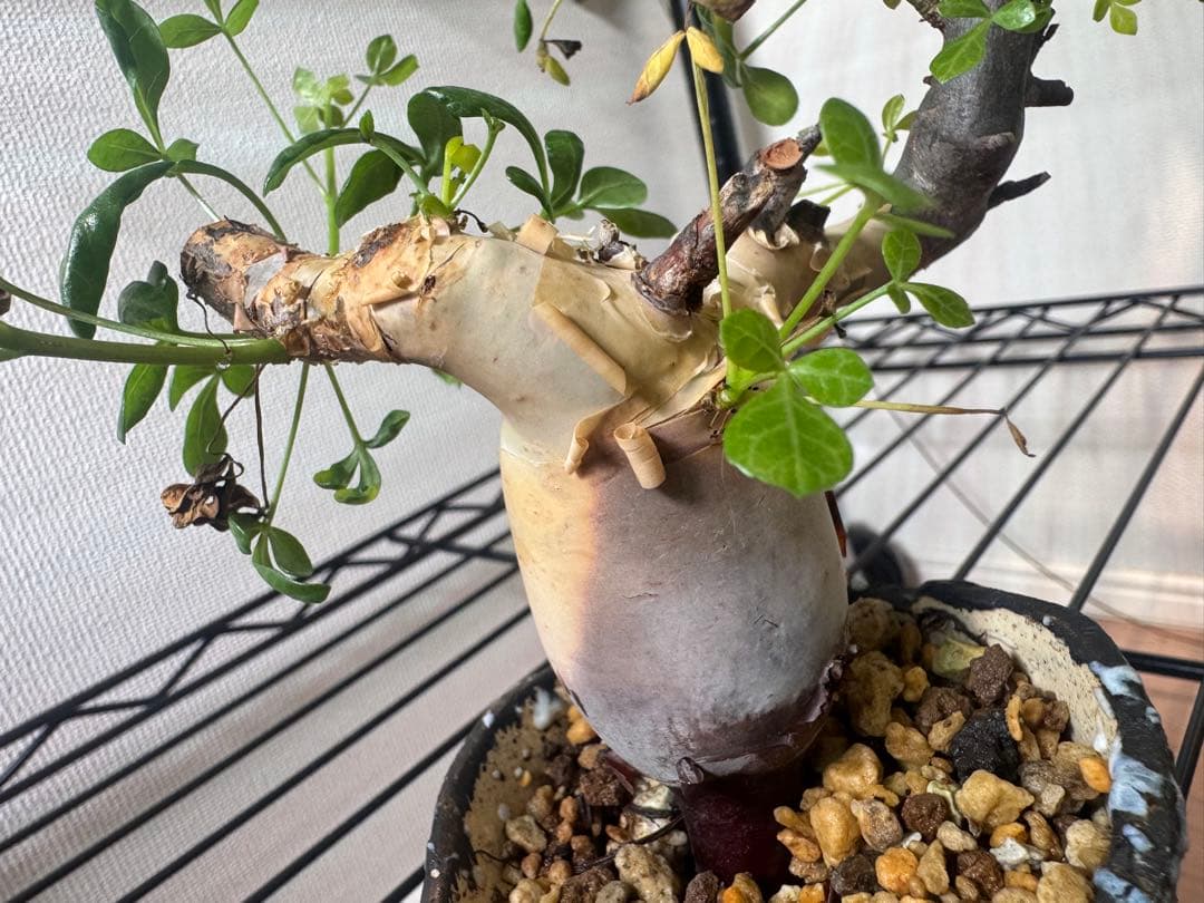 【極美】カタフピュア　厳選株　発根済芽吹きあり