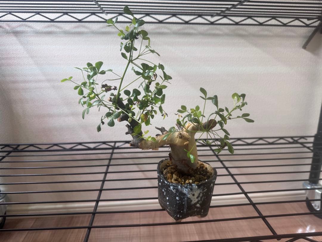 【極美】カタフピュア　厳選株　発根済芽吹きあり