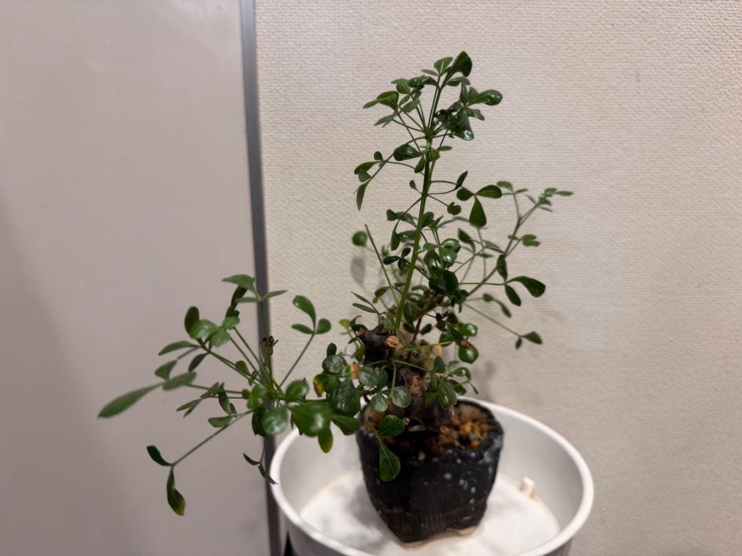 【極美】カタフピュア　厳選株　発根済芽吹きあり