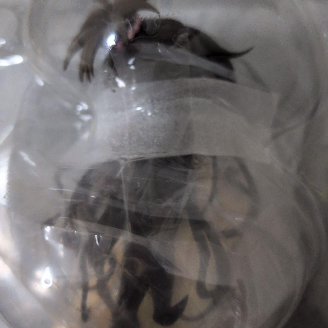 開封済み箱あり　結城美柑 マックスファクトリー To LOVEる　ダークネス